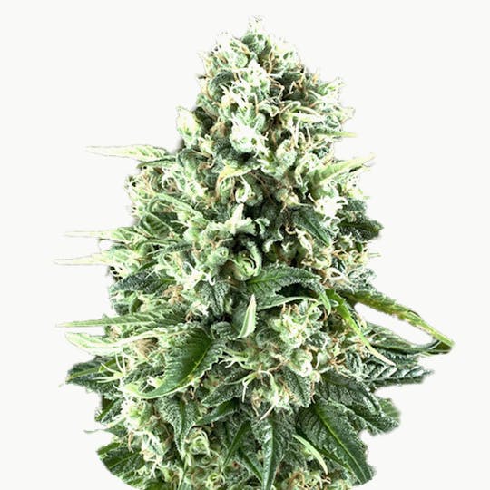 Zambeza Seeds - Super Silver Haze (Auto Flowering) - 1