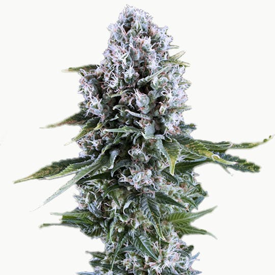 Zambeza Seeds - Northern Lights XL (Auto Flowering) - 1