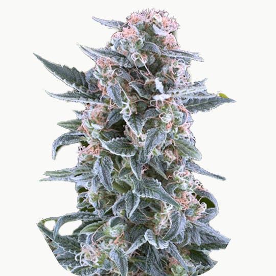Zambeza Seeds - Blueberry (Auto Flowering) - 1