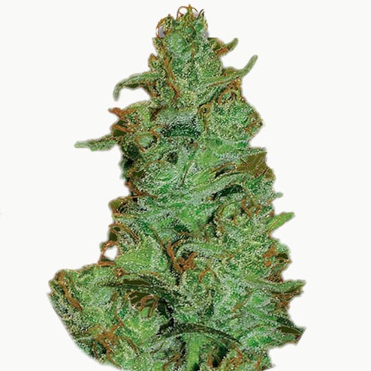 Zambeza Seeds - Jack The Ripper (Auto Flowering) - 1