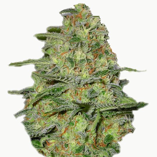 Zambeza Seeds - Green Monster (Auto Flowering) - 1
