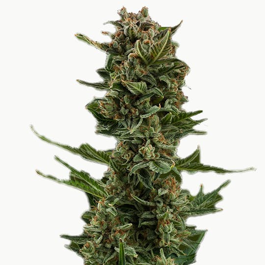 Zambeza Seeds - White Widow XL (Auto Flowering) - 1