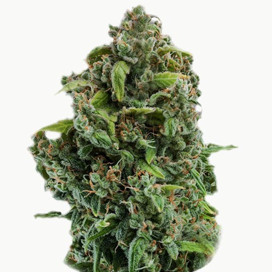 Zambeza Seeds - NYC Diesel (Auto Flowering) - 1