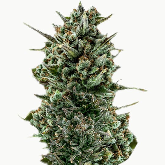Zambeza Seeds - Amnesia Haze XL (Auto Flowering) - 1