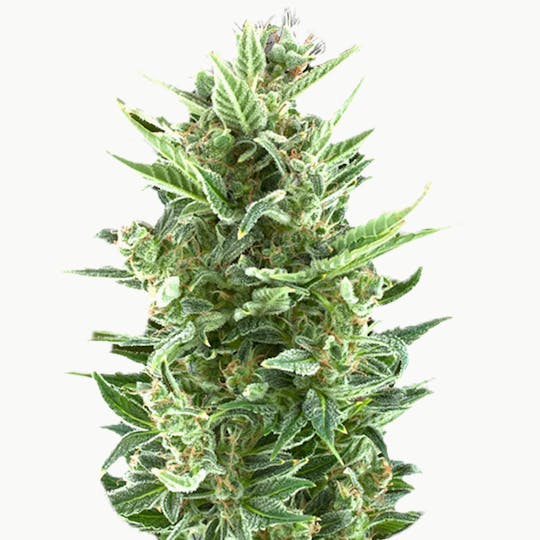 Zambeza Seeds - Vanilla Ice (Auto Flowering) - 1
