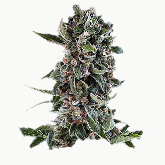 Zambeza Seeds - Blueberry Cheese (Auto Flowering) - 1