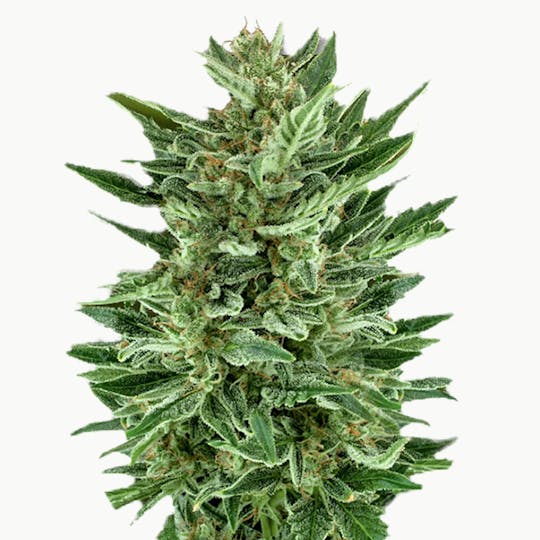 Zambeza Seeds - White Cheese (Auto Flowering) - 1