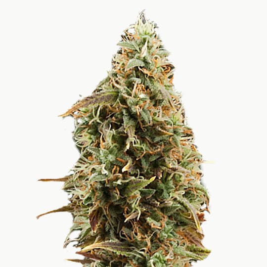Zambeza Seeds - Geen AK XL (Auto Flowering) - 1