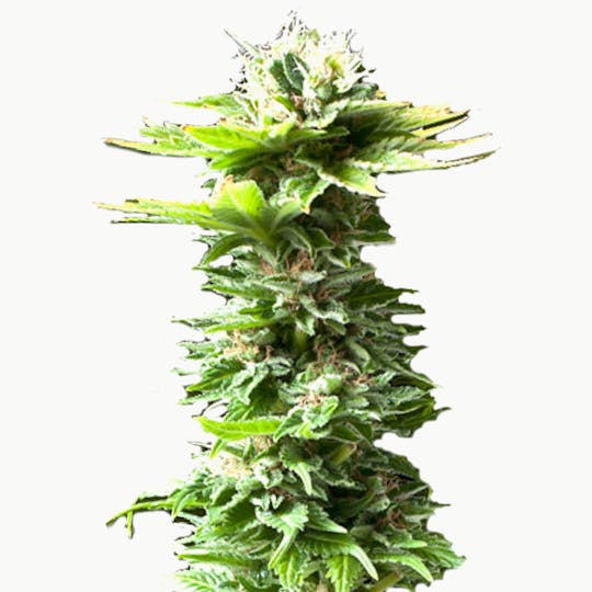Zambeza Seeds - Powerkush (Auto Flowering) - 1