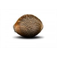 Delta 9 Labs Seeds - Super Star - 1