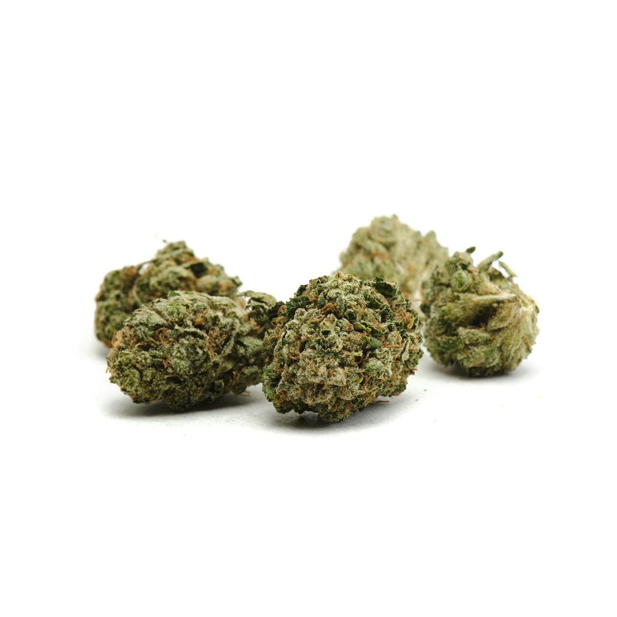 Oregon Genetics - Dawg Walker - 1