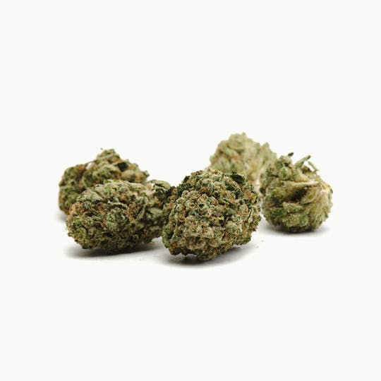 Oregon Genetics - Dawg Walker - 1