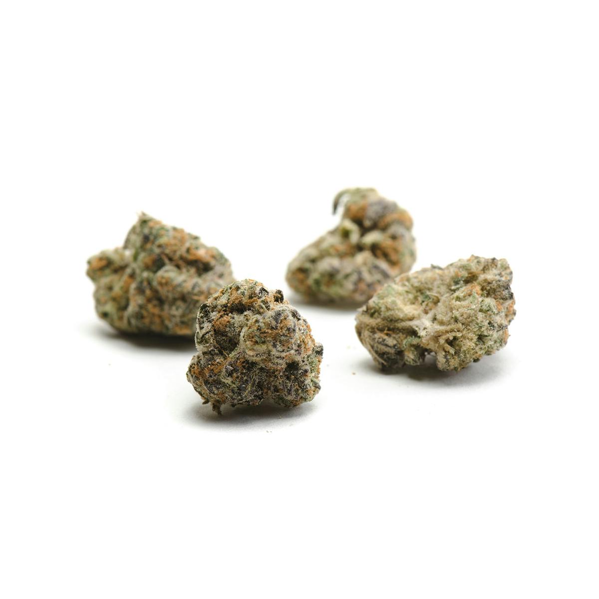 Oregon Genetics - GSC - 1