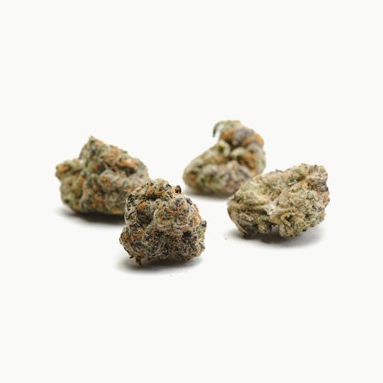 Oregon Genetics - GSC - 1
