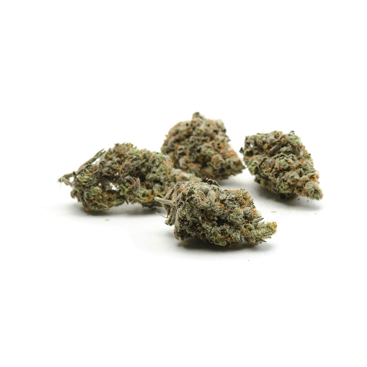 Oregon Genetics - Lemon Meringue - 1