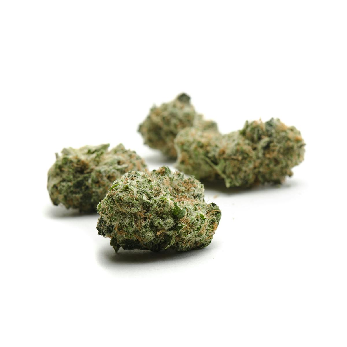 Oregon Genetics - Snoops Dream - 1