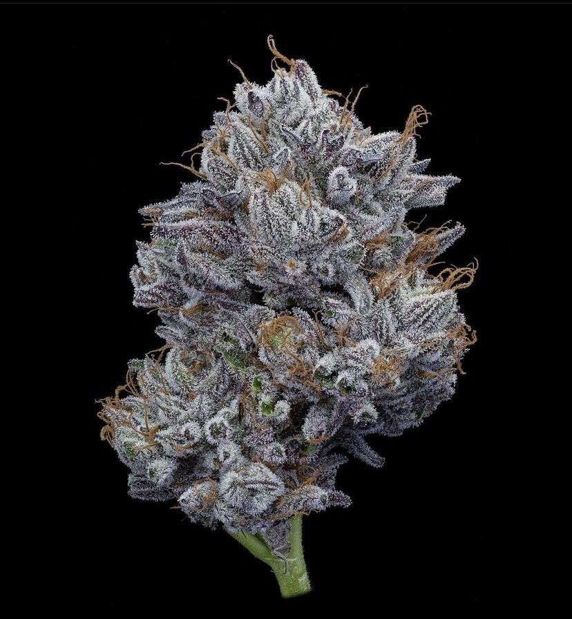 Oregon Roots - Obama Kush - 1