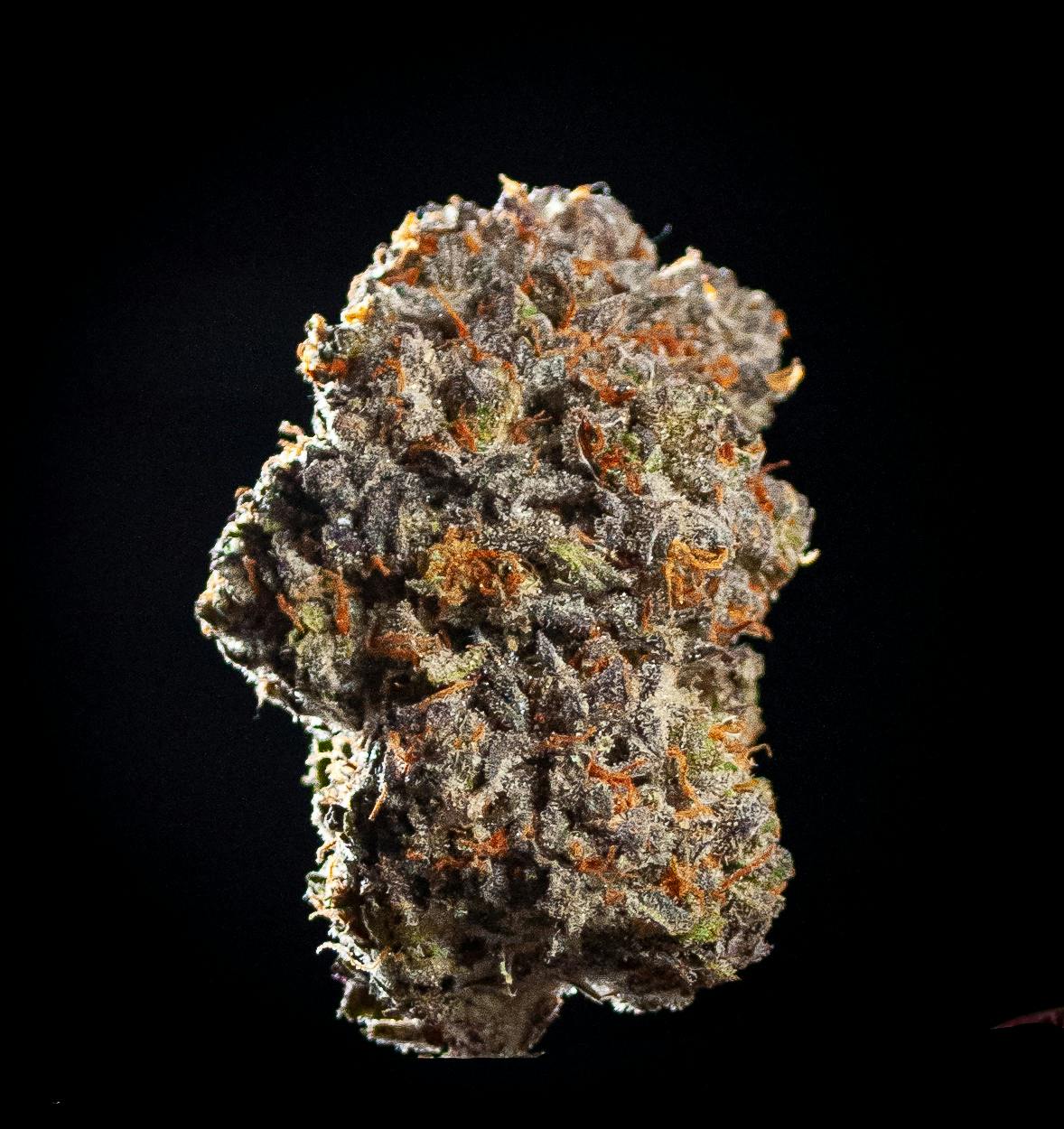 Oregon Roots - Blue Magoo - 1