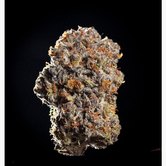 Oregon Roots - Blue Magoo - 1