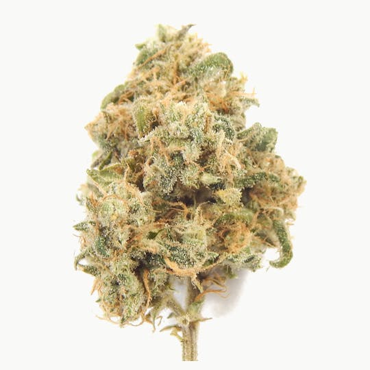 Golden Leaf Productions - Super Skunk - 1