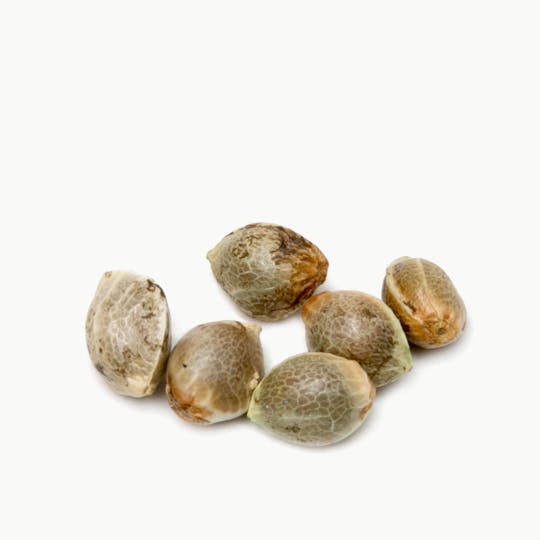 Spliff Seeds - Haze No. 1 Regular Cannabis Seeds - 1