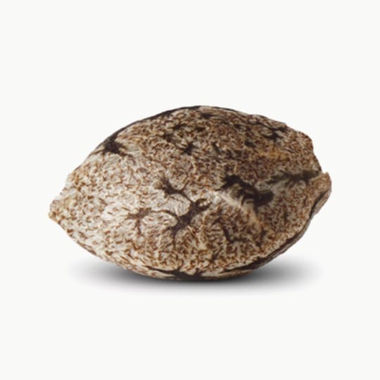 Spliff Seeds - Super Skunk Regular Cannabis Seeds - 1