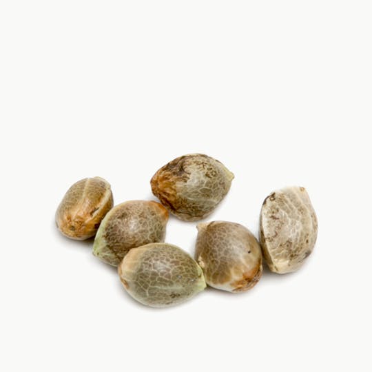 Spliff Seeds - White Widow Automatic Female Cannabis Seeds - 1