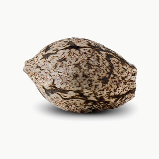 Spliff Seeds - AK Female Cannabis Seeds - 1