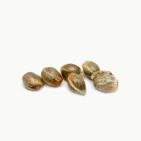 Spliff Seeds - Amnesiac Female Cannabis Seeds - 1