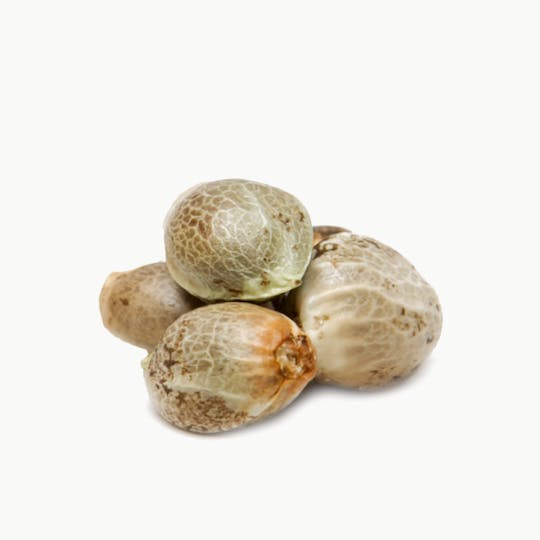 Spliff Seeds - Bubblegun Female Cannabis Seeds - 1