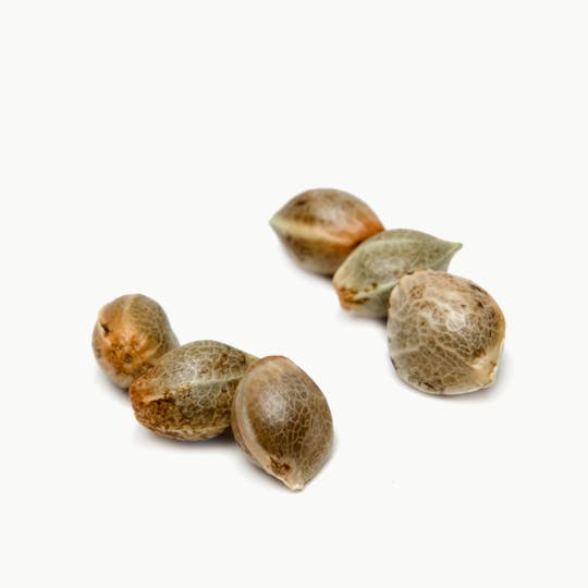Spliff Seeds - CBD Medi Kush Female Cannabis Seeds - 1