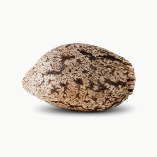 Spliff Seeds - Purple Berry Kush Female Cannabis Seeds - 1