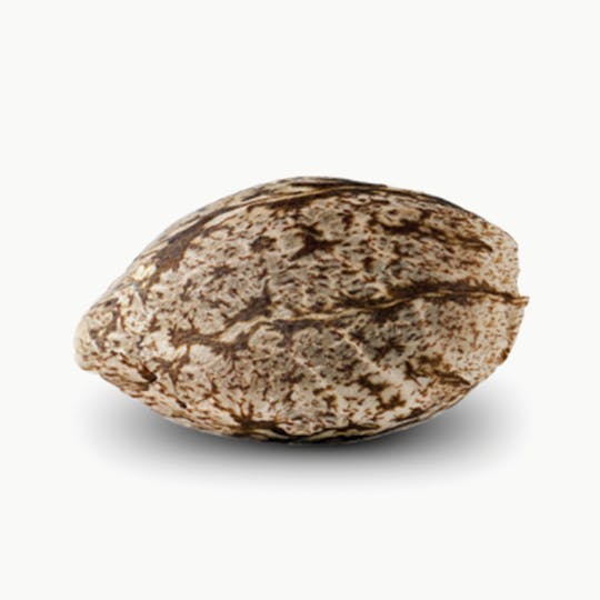 Spliff Seeds - Snow White Female Cannabis Seeds - 1
