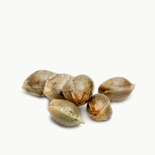 Spliff Seeds - Spliff's Strawberry Female Cannabis Seeds - 1