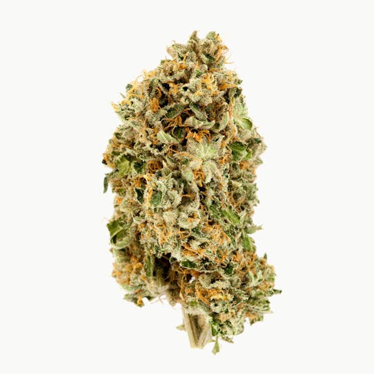 Khush Kush - Bell Ringer - 1