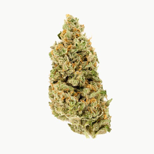 Khush Kush - Clementine - 1