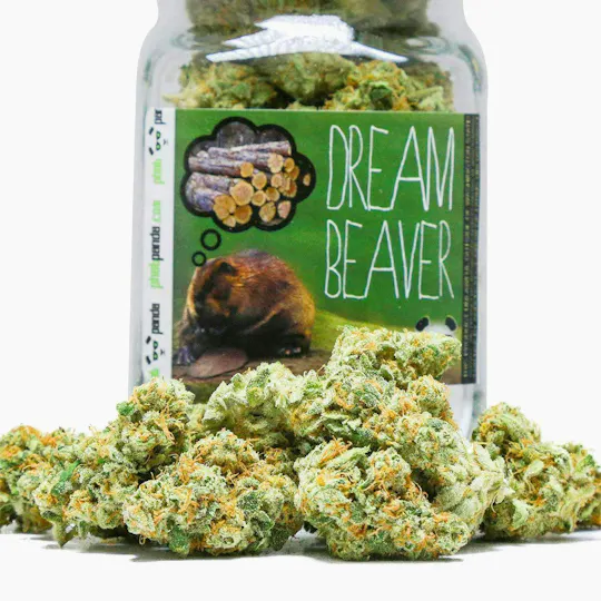 Phat Panda - Dream Beaver | Big Buds - 1
