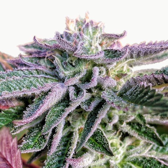 Canna Organix - Sherbert - 1