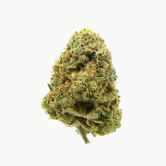 The Flower Shop - White Lavender - 1