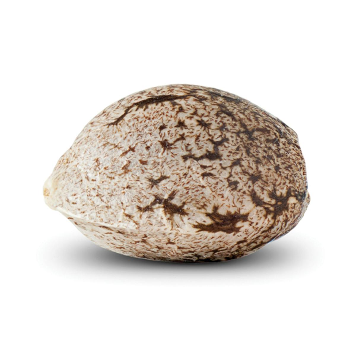 Sputnik Seeds - Bubble Goom Gravity - 1