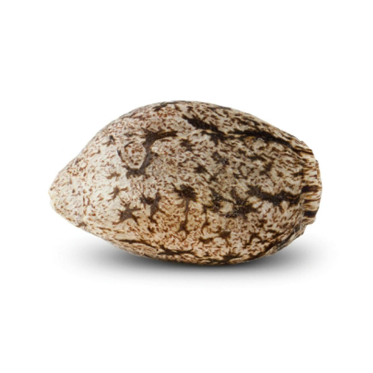 Sputnik Seeds - AK Mir (Auto) - 1