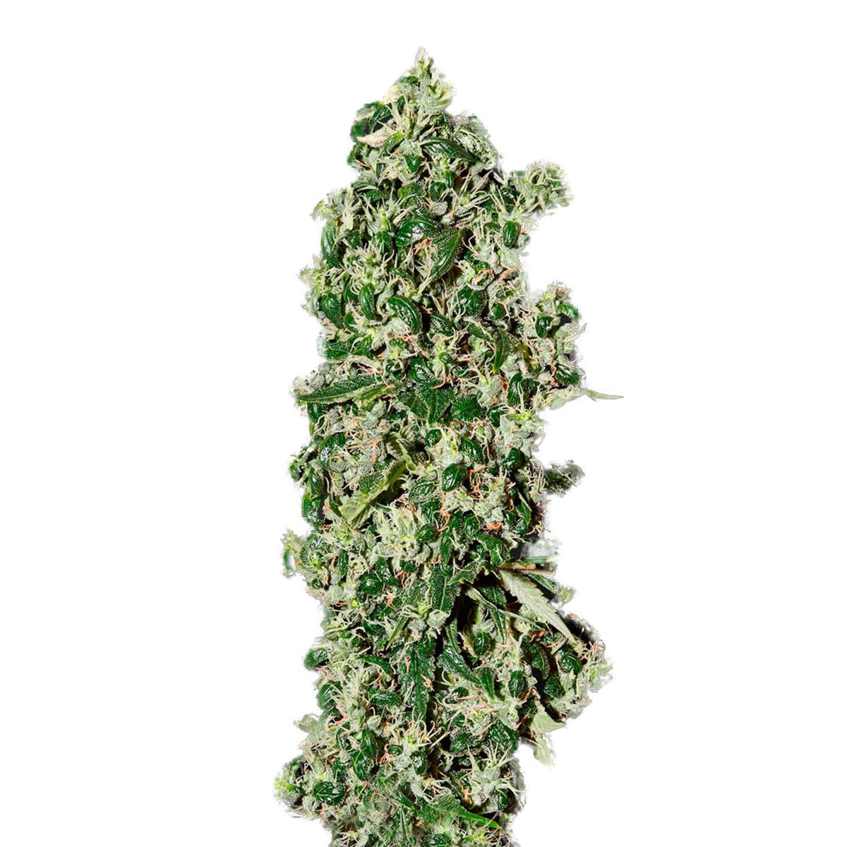 Strain Hunters Seedbank - Big Tooth - 1