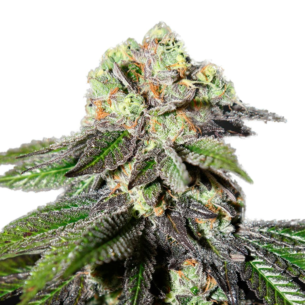 Strain Hunters Seedbank - Caboose - 1