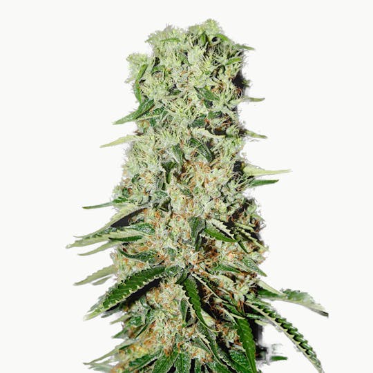 Strain Hunters Seedbank - Damnesia - 1