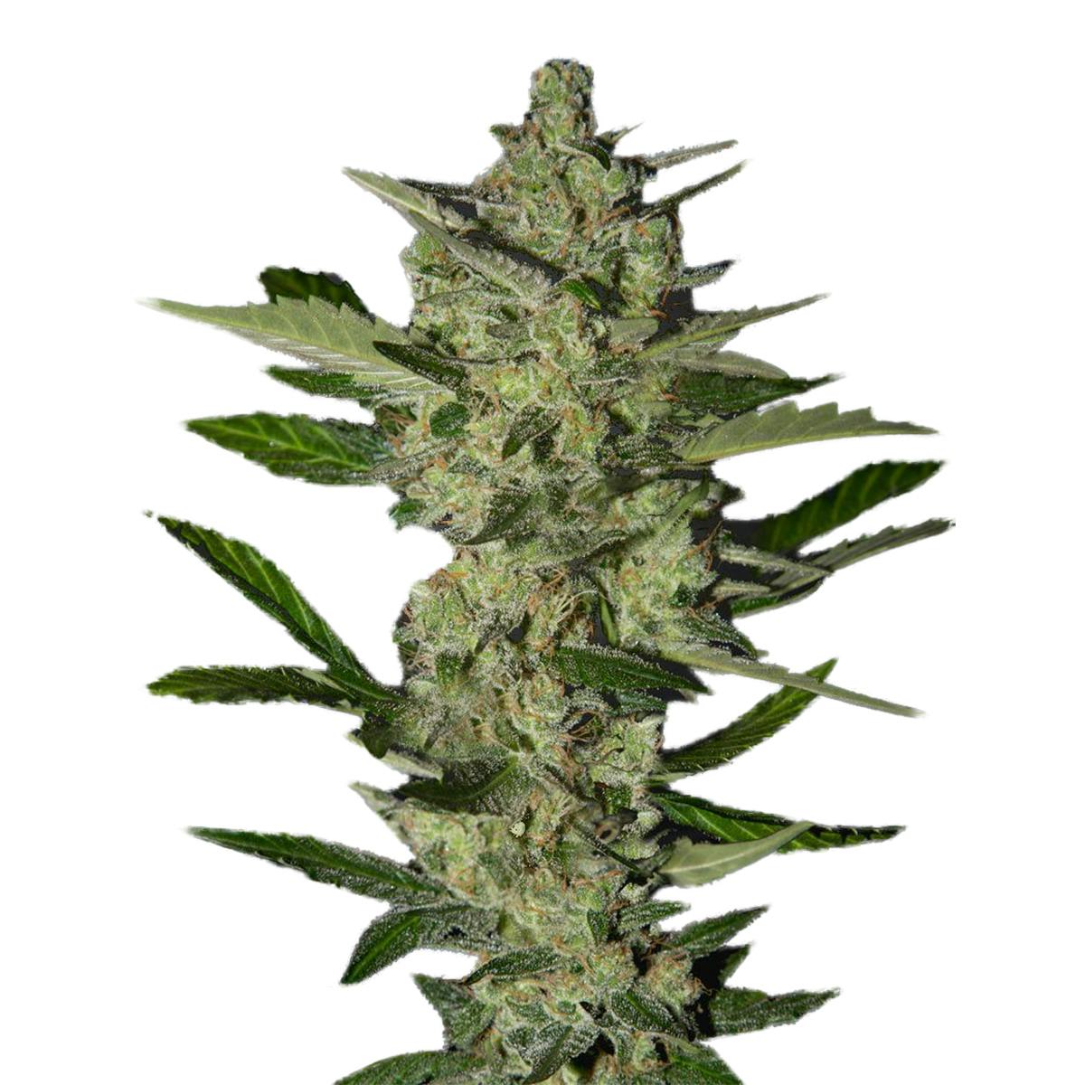 Strain Hunters Seedbank - Flowerbomb Kush - 1