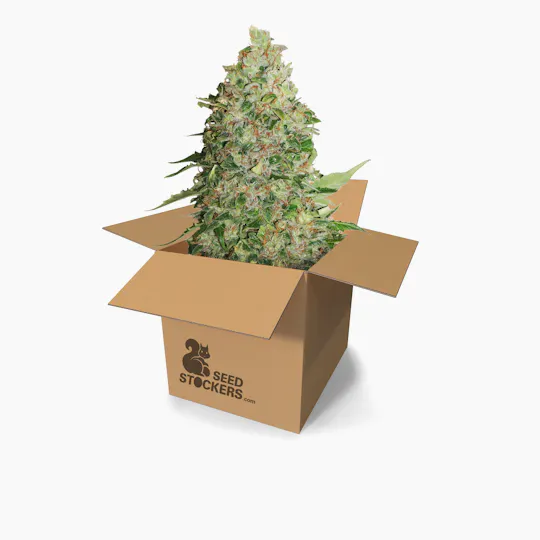Seed Stockers - BCN Critical XXL - 1