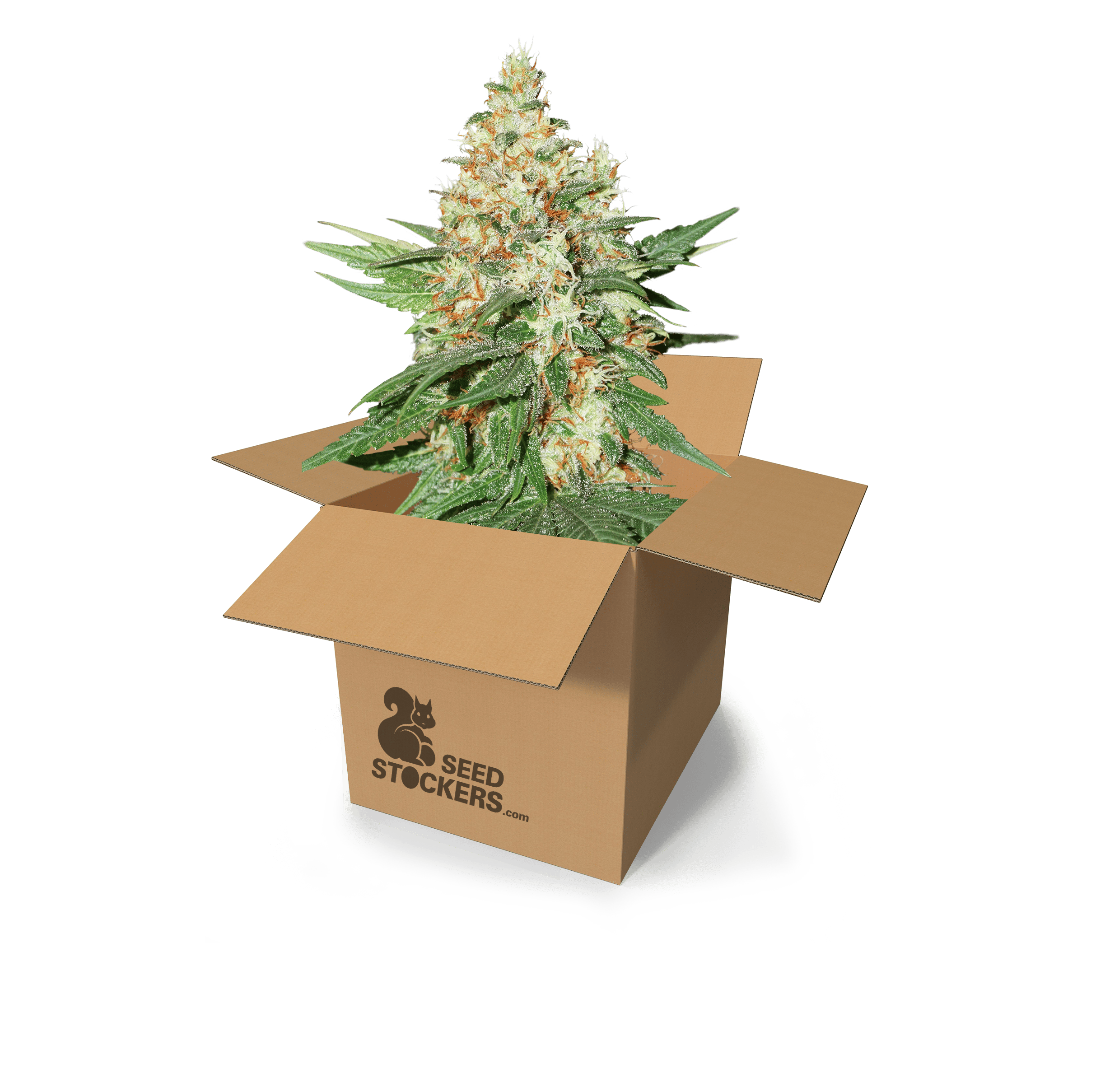 Seed Stockers - O.G. Kush - 1