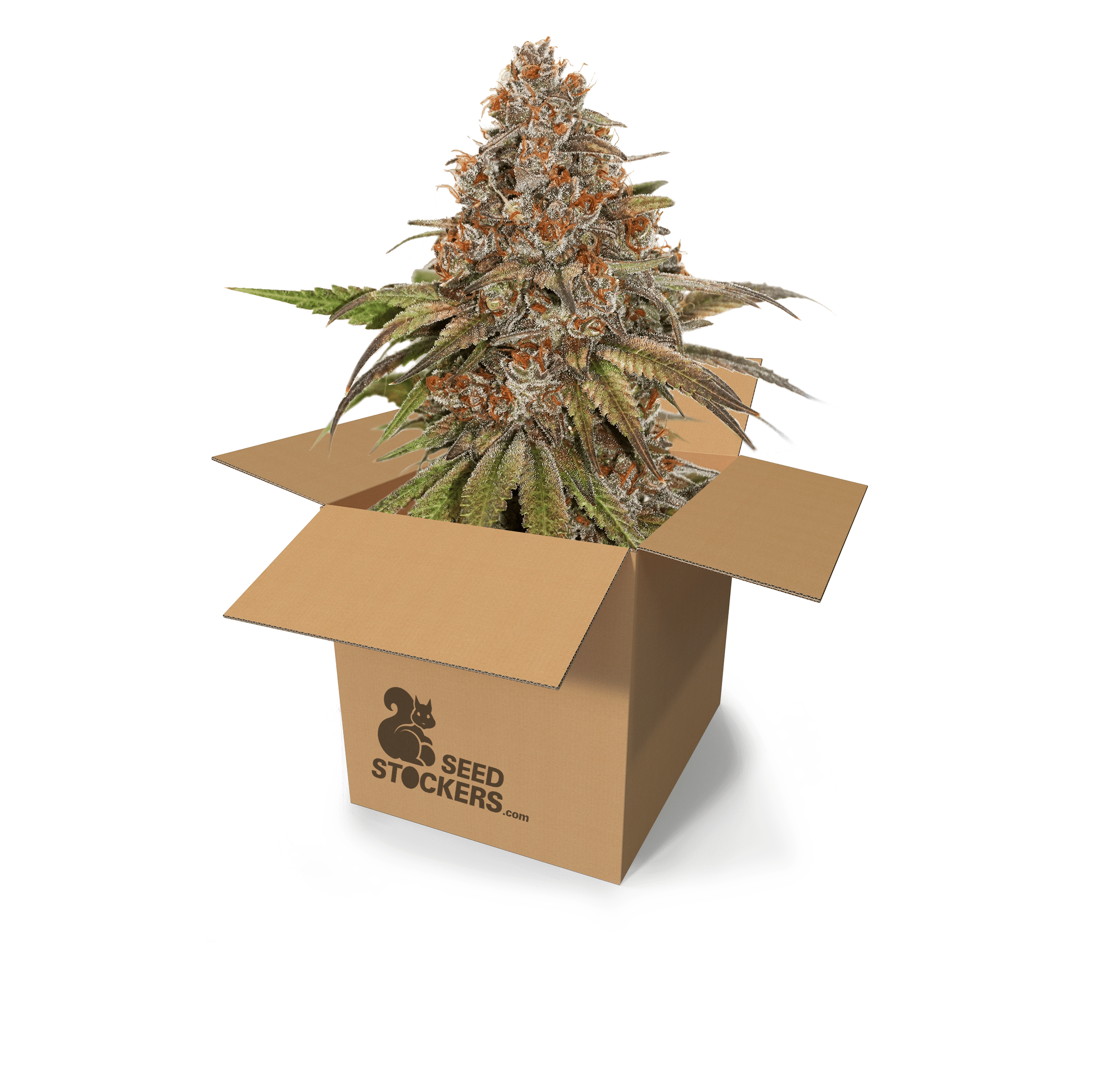 Seed Stockers - Blackberry Gum - 1
