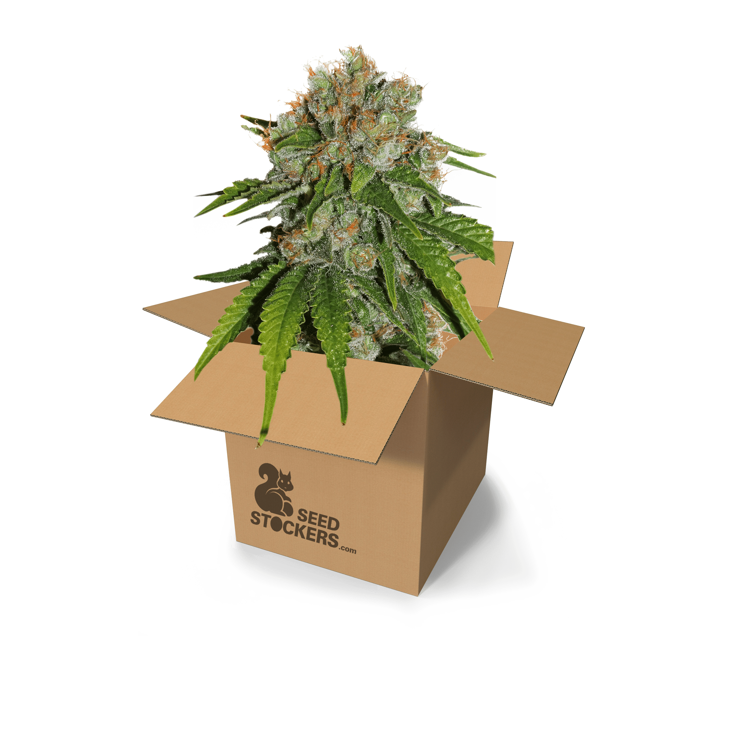 Seed Stockers - Amnesia - 1