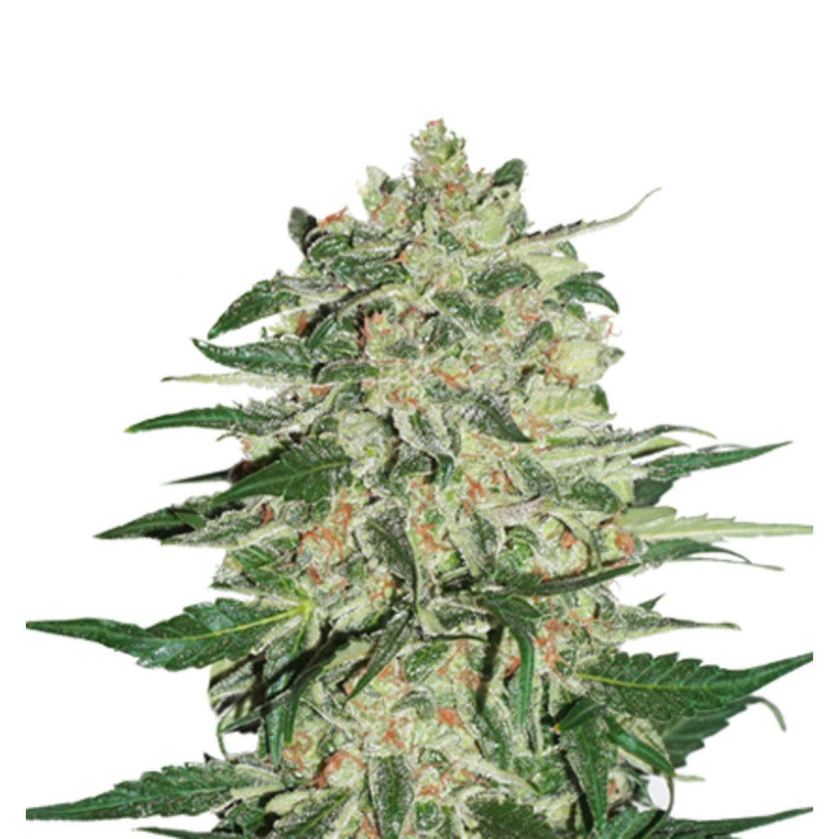 Seed Stockers - Big Bud - 1